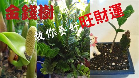 金錢樹花|金錢樹開花的神秘寓意與象徵解讀 – 植物盆栽綠寶典